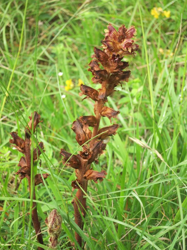 Orobanche cruenta